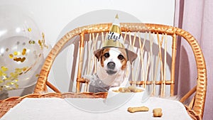 Jack russell terrier dog in party hat at festive table with treat. Pets birthday