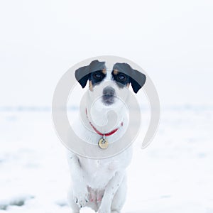 Jack Russell Terrier. The dog performs the commands of its owner. Walking outdoors in the winter.