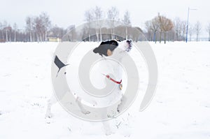 Jack Russell Terrier. The dog performs the commands of its owner. Walking outdoors in the winter.