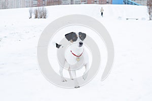 Jack Russell Terrier. The dog performs the commands of its owner. Walking outdoors in the winter.