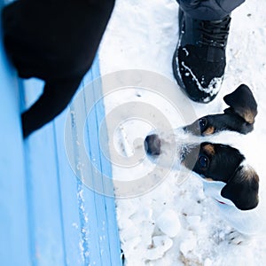 Jack Russell Terrier. The dog performs the commands of its owner. Walking outdoors in the winter.