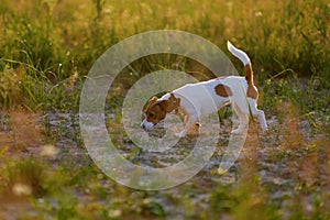 Jack Russell Terrier dog picked up the trail green grass