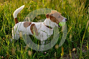 Jack Russell Terrier dog play with ball