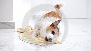 Jack Russell Terrier dog in playful antics, Towel becomes toy.