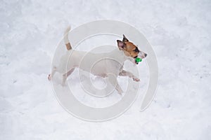 Jack Russell Terrier dog playing ball in the snow.