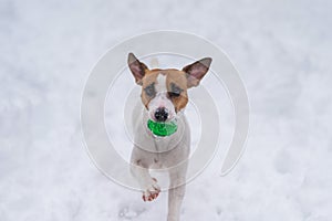 Jack Russell Terrier dog playing ball in the snow.