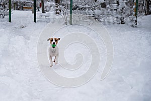 Jack Russell Terrier dog playing ball in the snow.