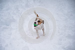 Jack Russell Terrier dog playing ball in the snow.