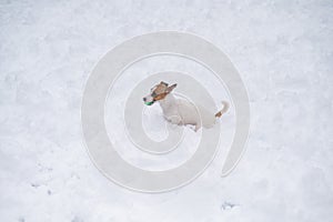 Jack Russell Terrier dog playing ball in the snow.