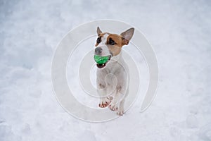 Jack Russell Terrier dog playing ball in the snow.