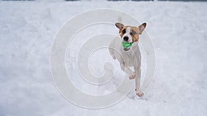 Jack Russell Terrier dog playing ball in the snow.