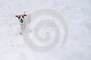 Jack Russell Terrier dog playing ball in the snow.