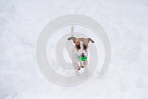 Jack Russell Terrier dog playing ball in the snow.