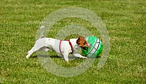 Jack Russell Terrier dog playing with ball
