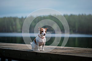 Jack Russell Terrier dog playing in water