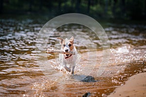 Jack Russell Terrier dog playing in water