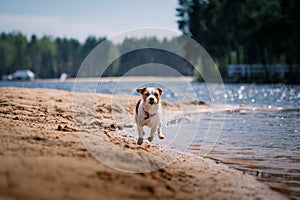 Jack Russell Terrier dog playing in water