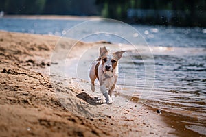 Jack Russell Terrier dog playing in water