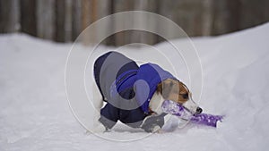 The Jack Russell Terrier dog plays with his toy in winter. A dog in a jacket gnaws a toy in the snow.