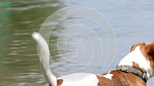 Jack russell terrier dog preparing to jump into the water