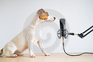 Jack russell terrier dog and professional microphone on a white background