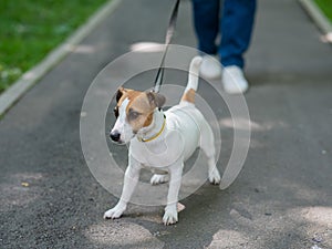 Jack Russell Terrier dog pulls hard on the leash while walking in the park.