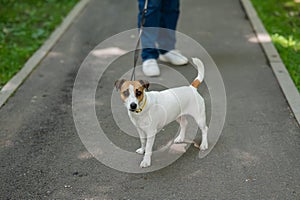 Jack Russell Terrier dog pulls hard on the leash while walking in the park.