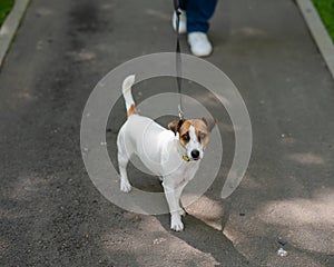 Jack Russell Terrier dog pulls hard on the leash while walking in the park.