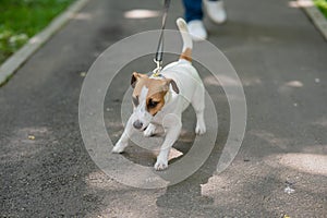 Jack Russell Terrier dog pulls hard on the leash while walking in the park.