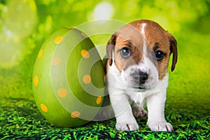 Jack Russell Terrier dog puppy playing with big Easter egg
