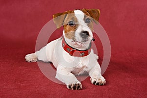 Jack Russell Terrier dog on a red background in a red collar