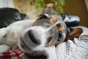 Jack Russell terrier dog resting on blanket with bohkeh