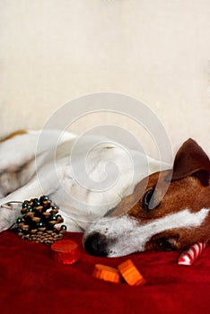 Jack Russell Terrier Dog Resting after a Full Christmas Meal Loo