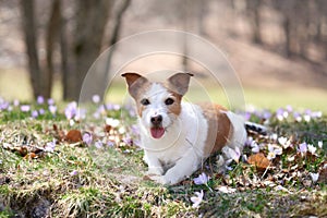 Jack Russell Terrier dog rests among spring blooms.