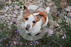 A Jack Russell Terrier dog rests among wildflowers on a rugged hillside