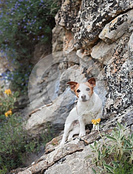 A Jack Russell Terrier dog rests among wildflowers on a rugged hillside
