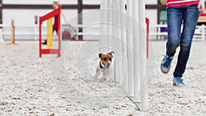 Jack Russell terrier dog running agility obstacles