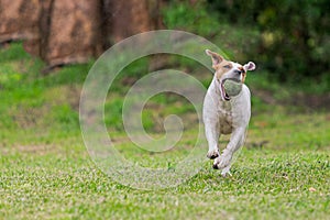 Jack Russell Terrier Dog Running Happy