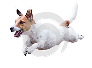 Jack Russell Terrier dog running and jumping isolated on white