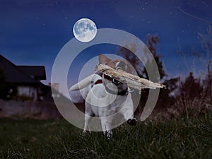 Jack Russell Terrier dog running with a stick against the backdrop of the full moon.