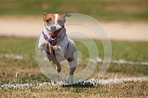 Jack Russell Terrier Dog Runs on the Grass