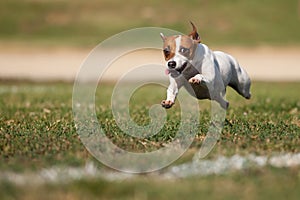 El perro empieza sobre el césped 