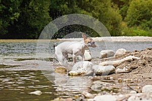 Jack Russell terrier dog shaking her head when drying wet fur after coming out river, funny expression at face, on sunny day