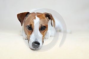 Jack Russell Terrier Dog with Sharp Puppy Dog Eyes photo