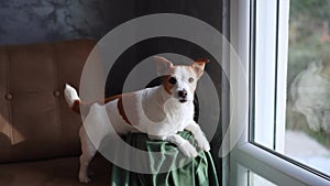 A Jack Russell Terrier dog sits alert on a taupe armchair