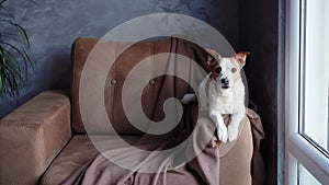 A Jack Russell Terrier dog sits alert on a taupe armchair