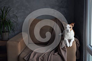 A Jack Russell Terrier dog sits alert on a taupe armchair