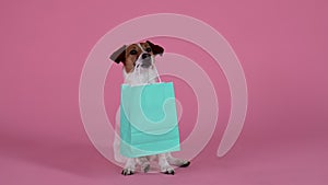 The Jack Russell Terrier dog sits with a blue paper bag in his teeth, then jumps up and runs away with it. Pet in the