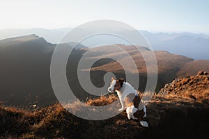 A Jack Russell Terrier dog sits contemplatively on a mountain ridge