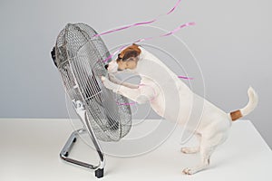 Jack russell terrier dog sits enjoying the cooling breeze from an electric fan on a white background.